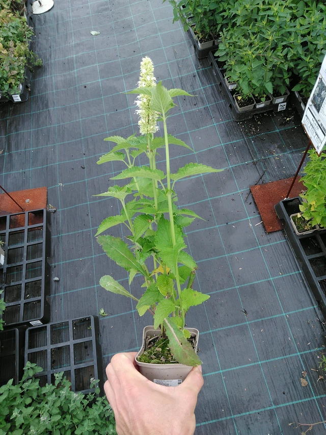 Iisoppi Alabaster - 28. 7. 2025