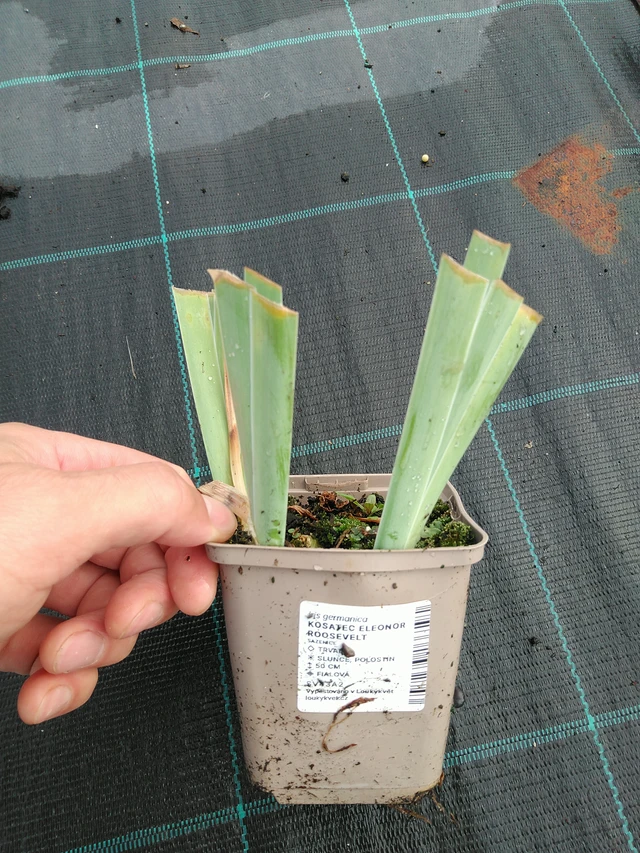 Kosatec Eleonor Roosevelt - 28. 7. 2025