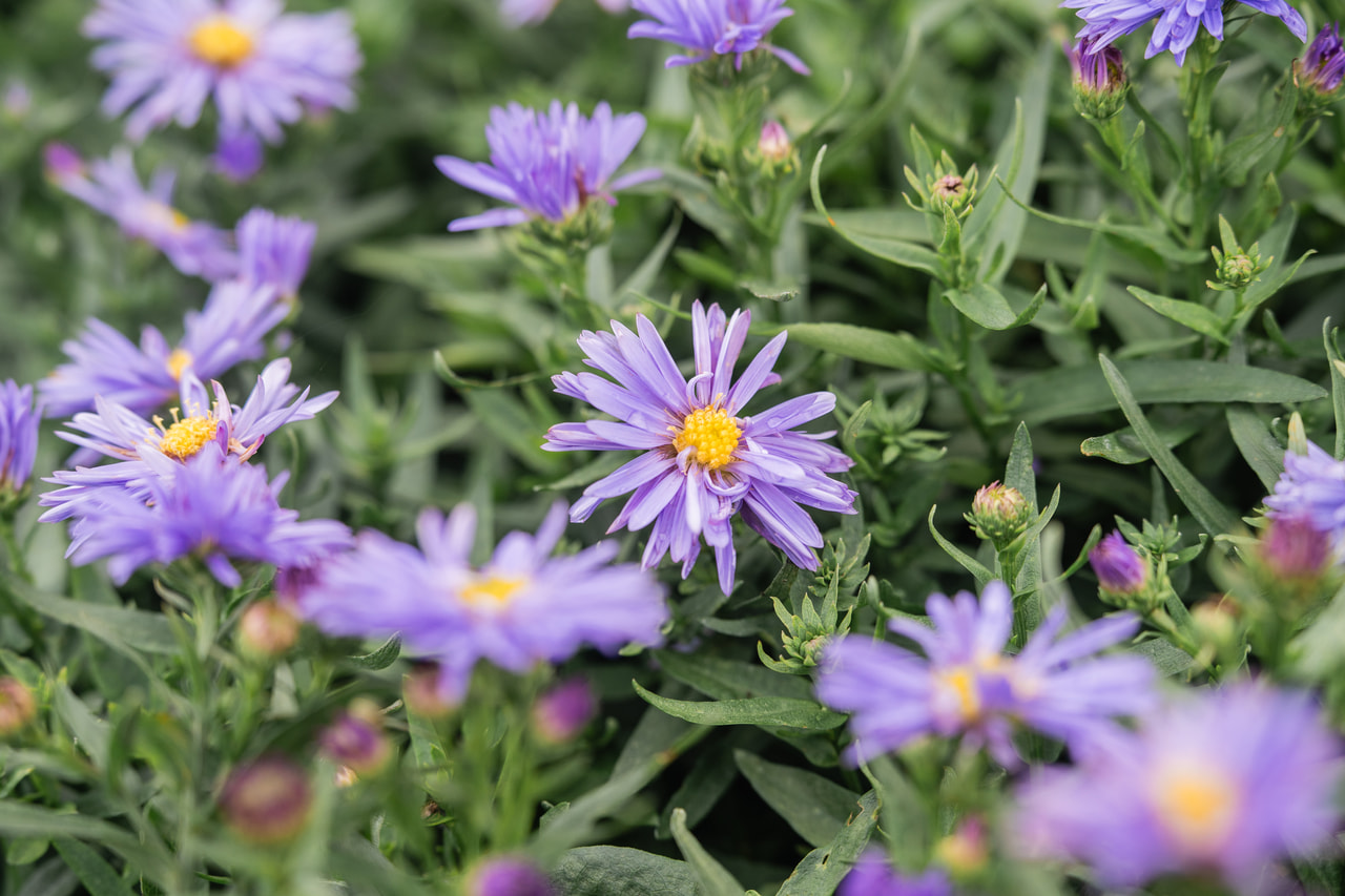 Astra novi-belgii Marie Ballard, Loukykvět