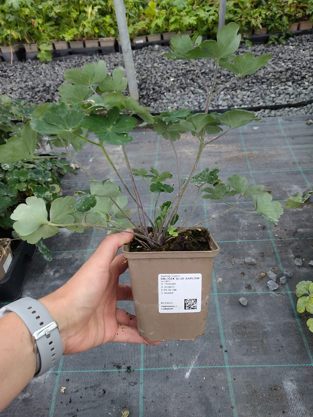 Columbine Blue Barlow - 10. 9. 2025