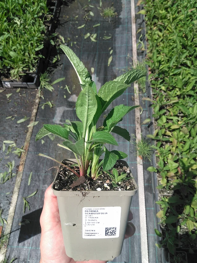 Patrinia scabiosifolia - 24. 6. 2025