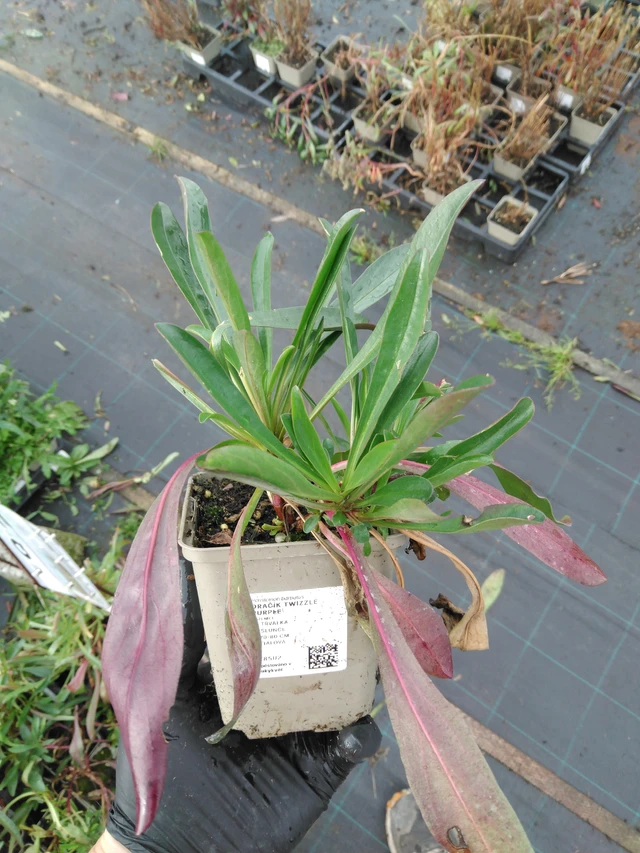 Flor de dragón Twizzle Purple - 23. 10. 2025