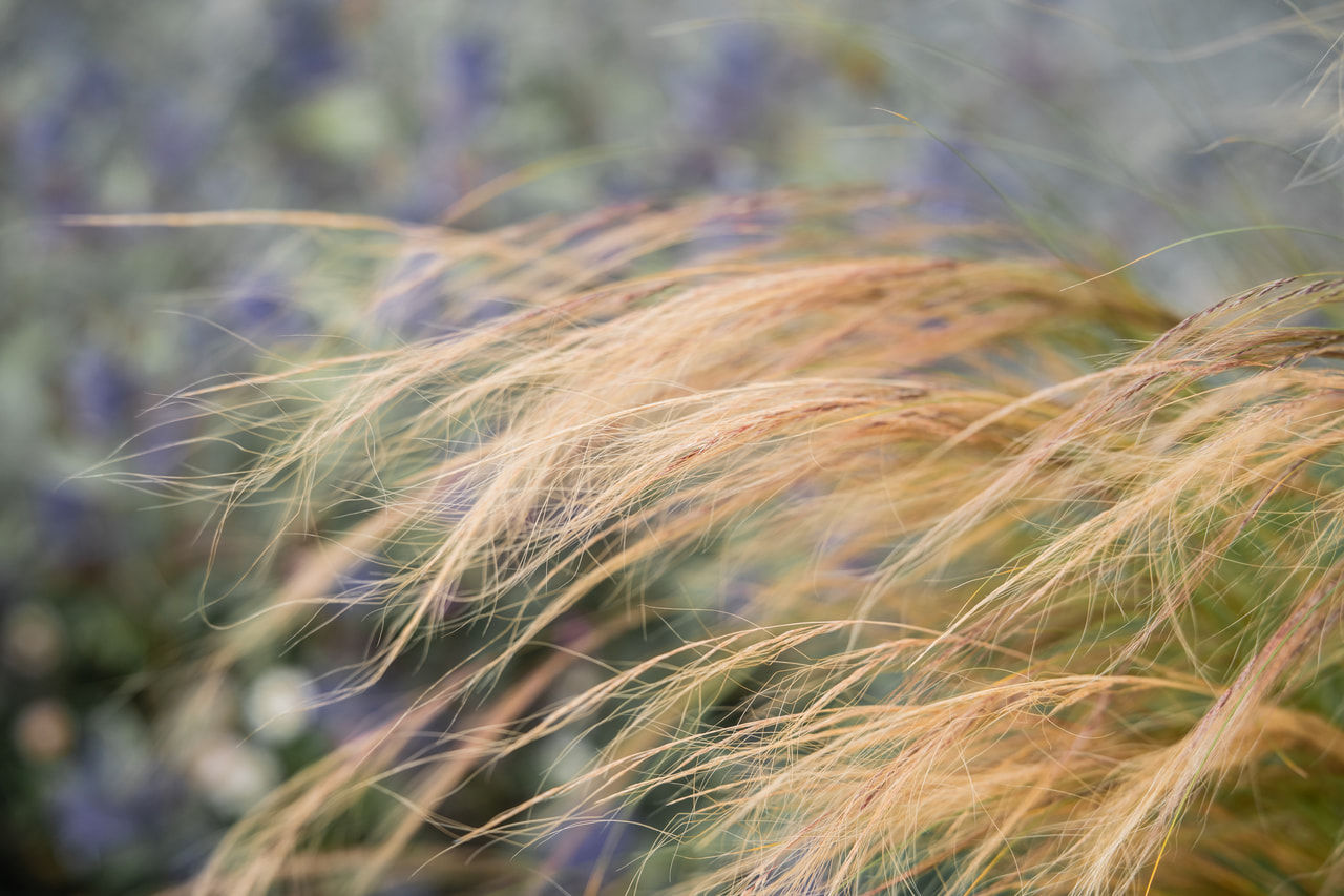 Kavyl vláskovitý, Loukykvět