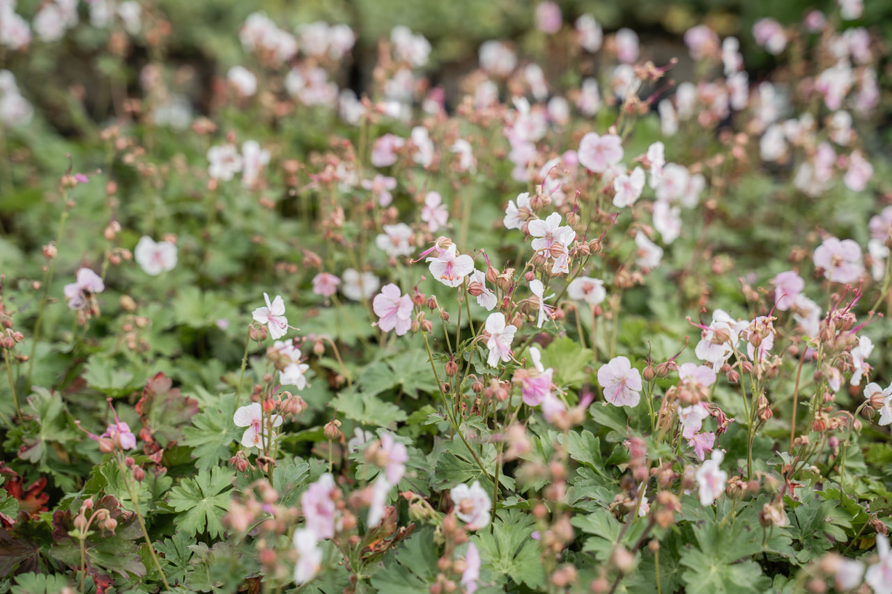 Bodziszek kantabryjski Biokovo, Loukykvět