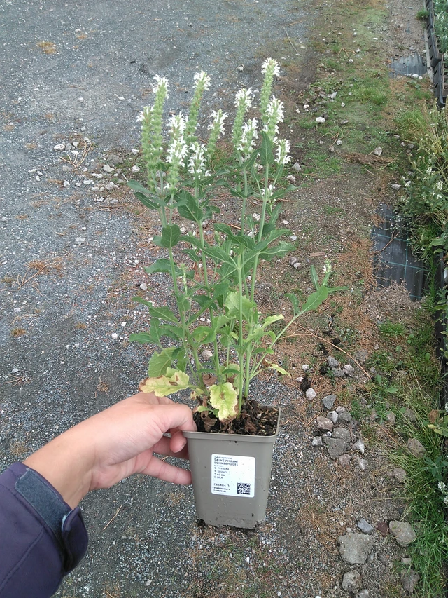 Šalvěj hajní Schneehügel - 11. 7. 2025