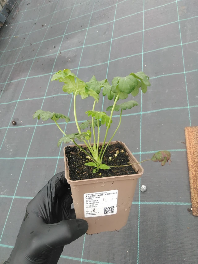 Kurjenpolvi kantabrijský Saint Ola - 4. 8. 2025