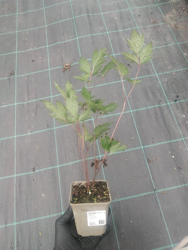 Ploštičník Black Negligee - 10. 9. 2025