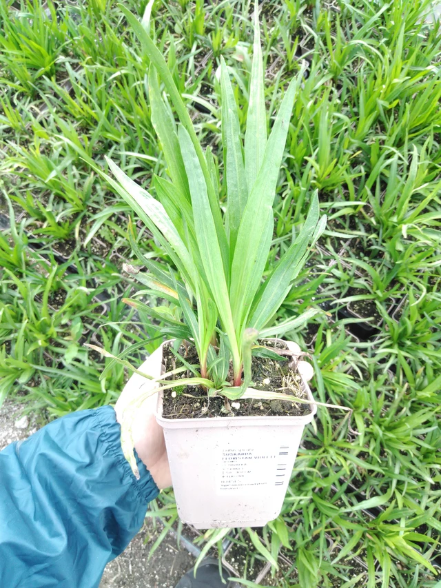 Liatris Floristan Violett - 2024