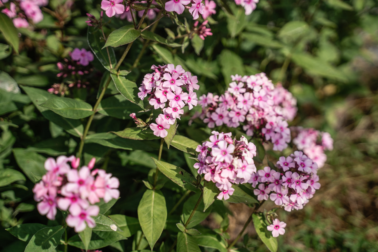 Lángvirág Sweet Summer Melody, Loukykvět