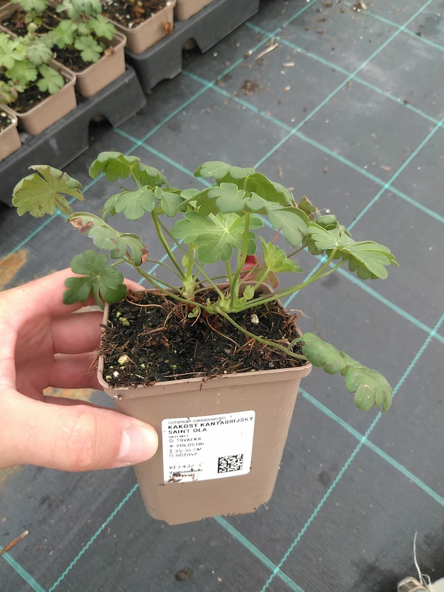 Kurjenpolvi kantabrijský Saint Ola - 21. 7. 2025