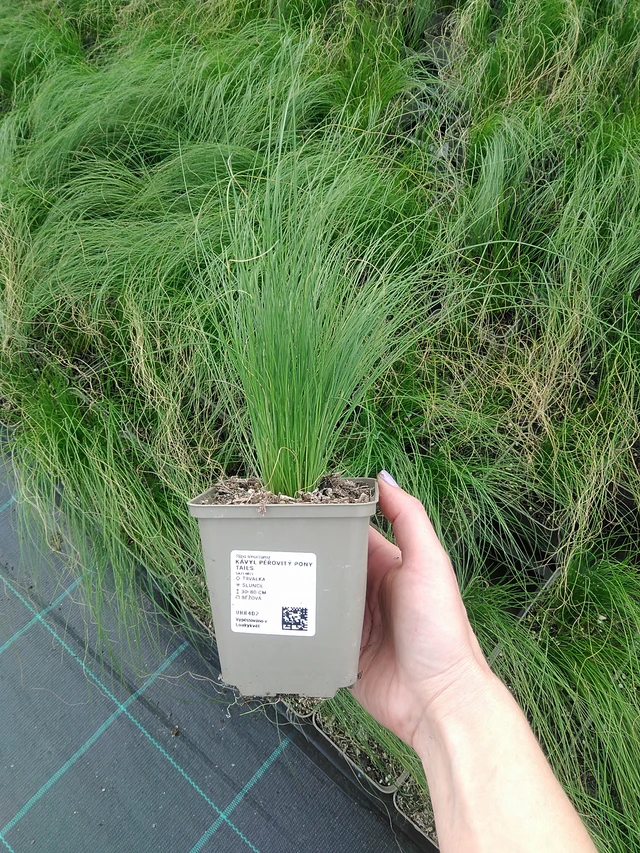 Kavyl péřovitý Pony Tails - 9. 6. 2025