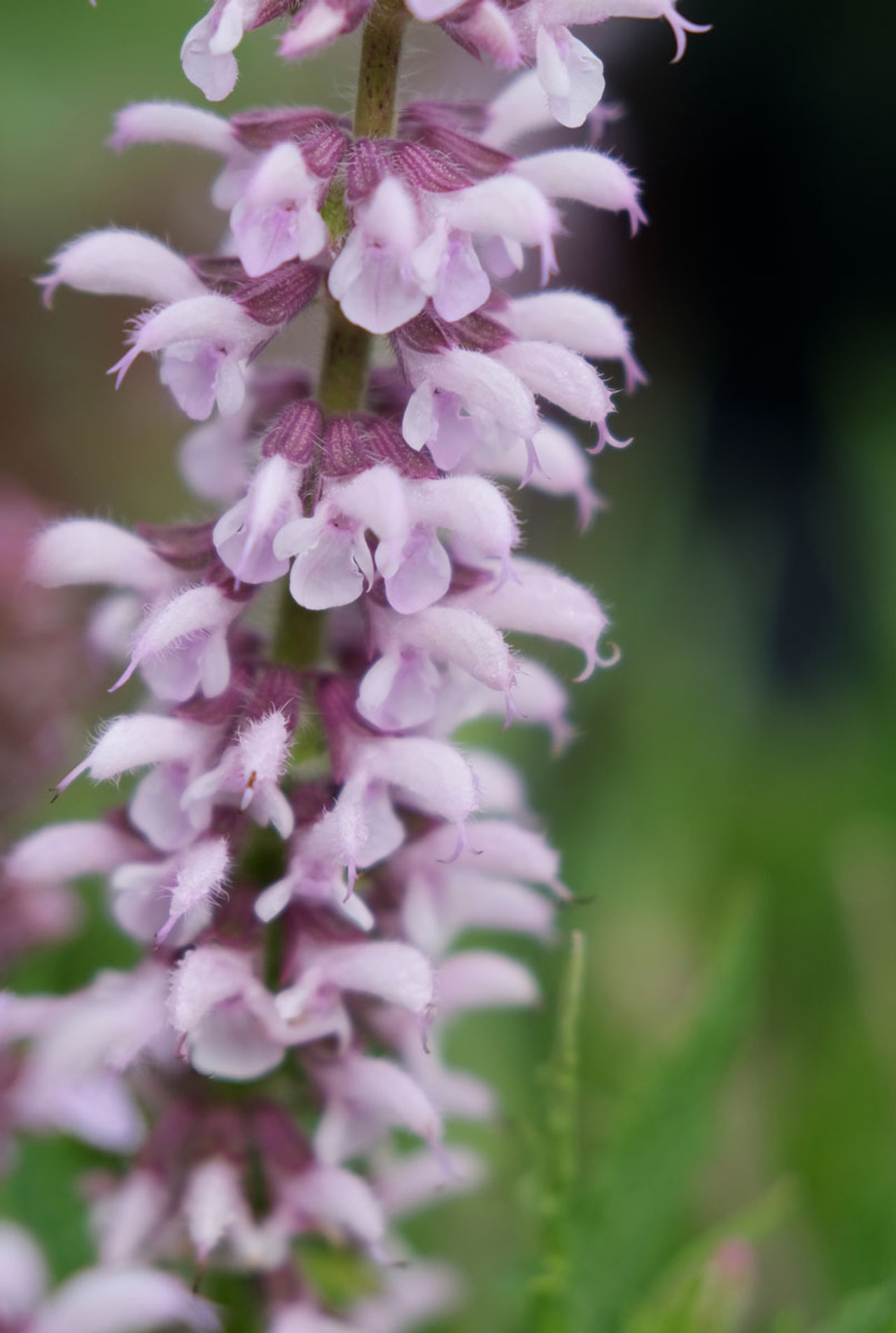 Šalvěj Feathers Flamingo, Loukykvět
