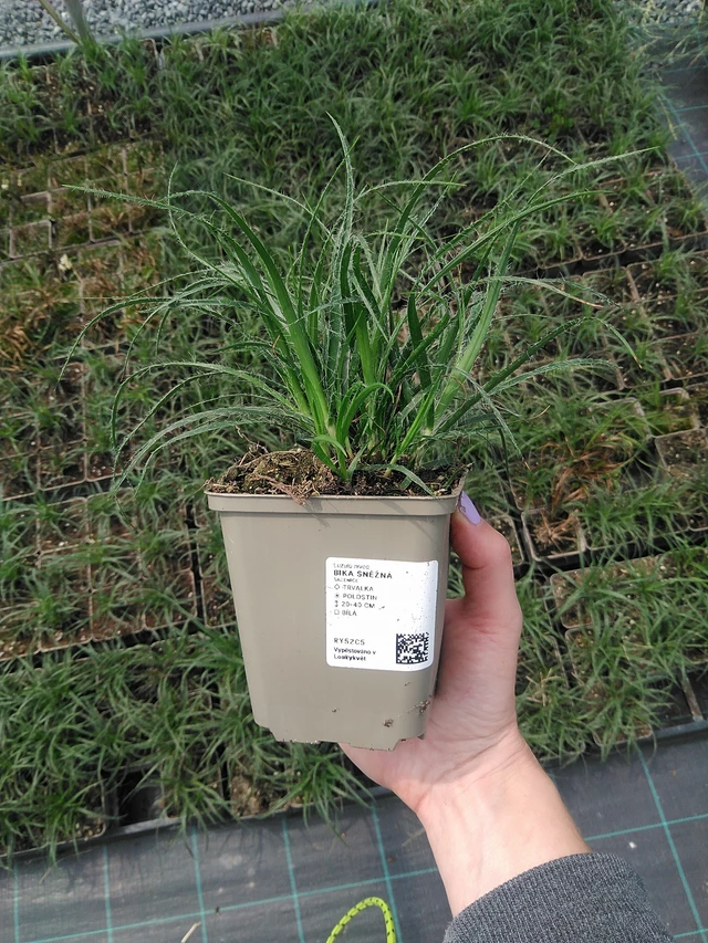 Witte veldbies - 9. 6. 2025