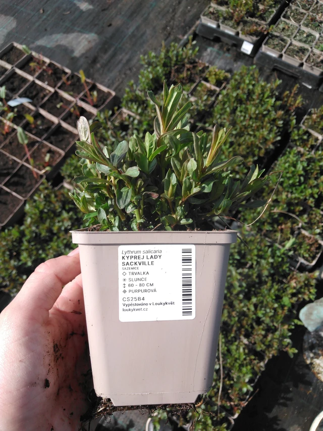 Kyprej Lady Sackville - 2024