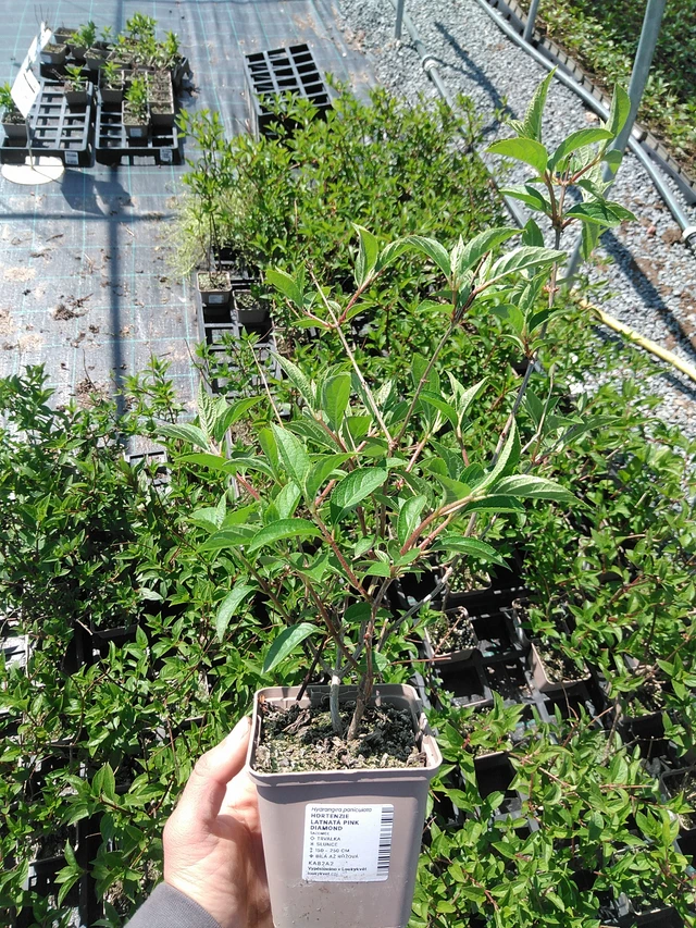 Hortensia Pink Diamond - 13. 5. 2025