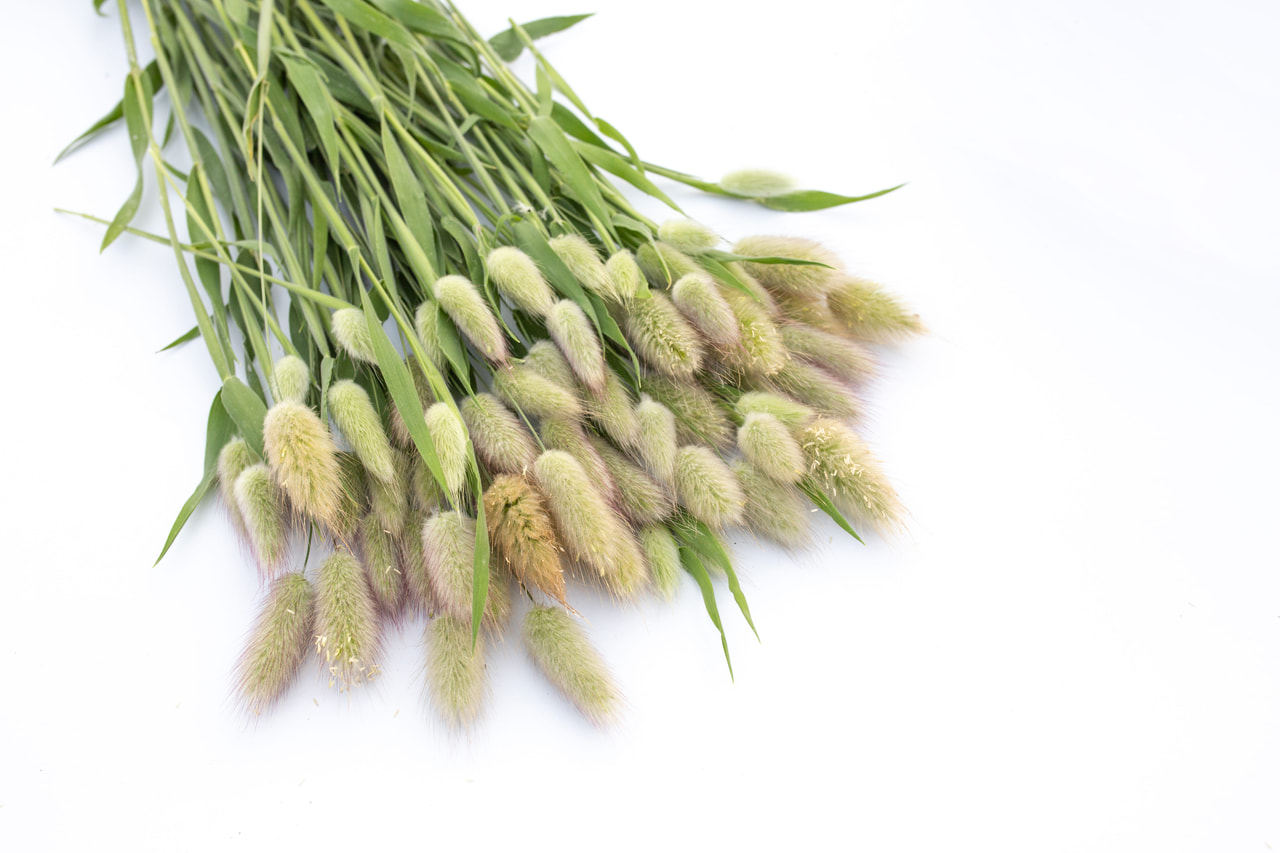 Zaječí ocásek, Loukykvět