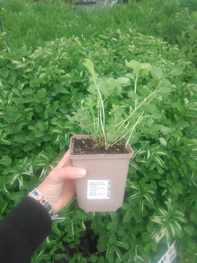 Verikurjenpolvi obtusa - 2024