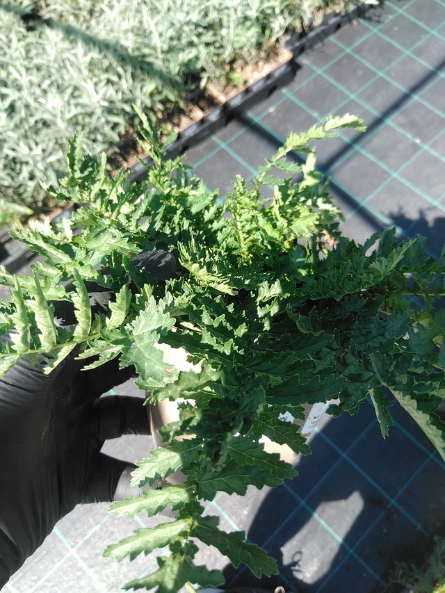 Meadowsweet Plena - 19. 8. 2025