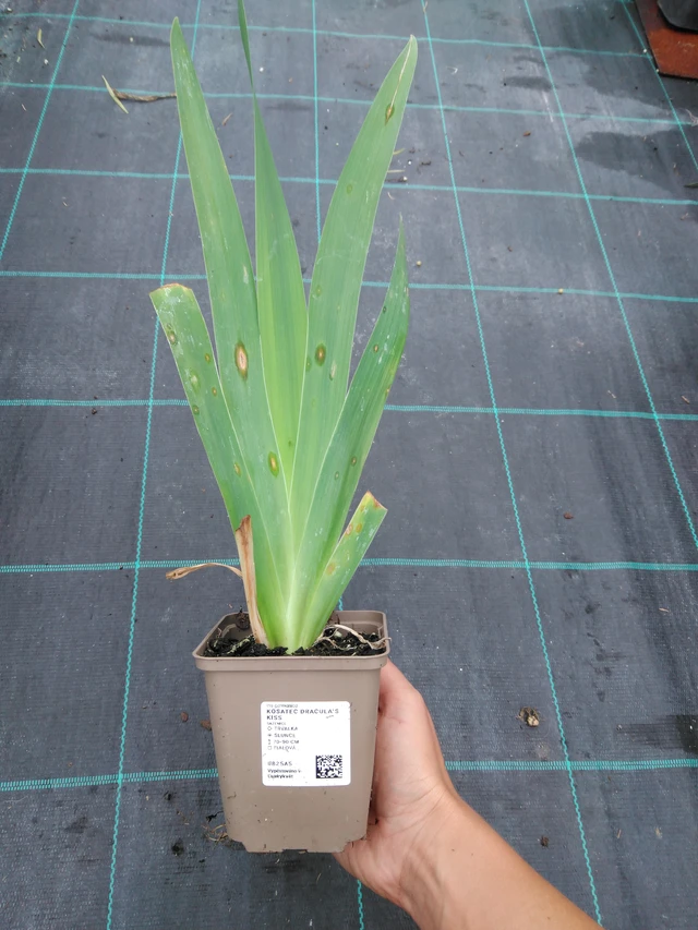 Iiris Dracula's Kiss - 10. 9. 2025