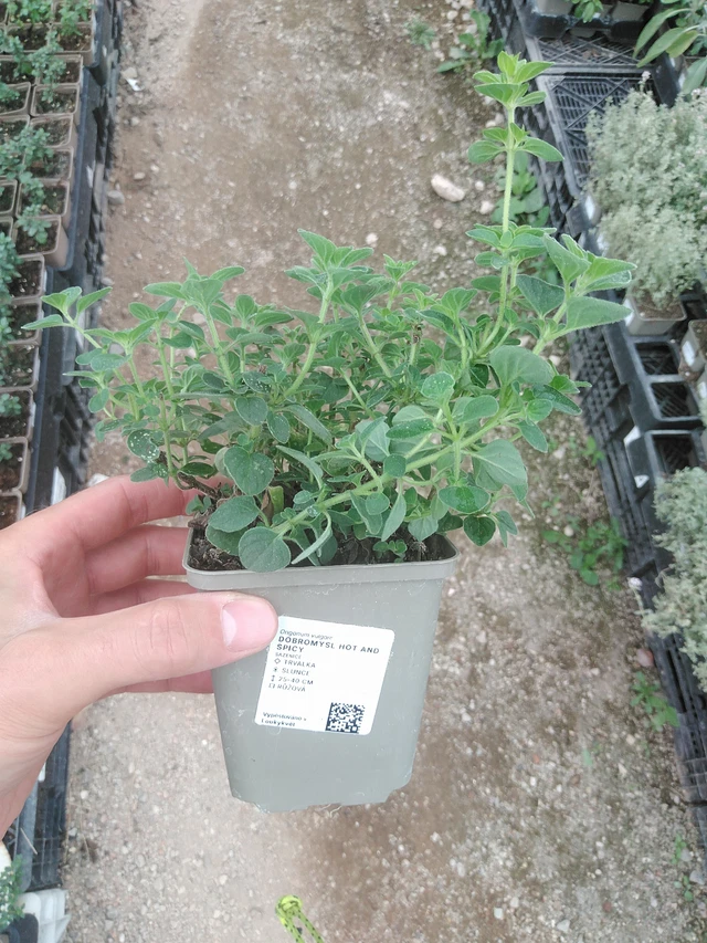 Dobromysl Hot And Spicy - 1. 8. 2025