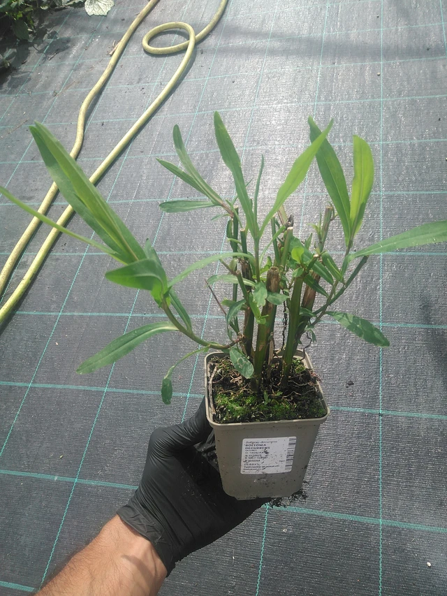 Boltonia decurrens - 10. 9. 2025