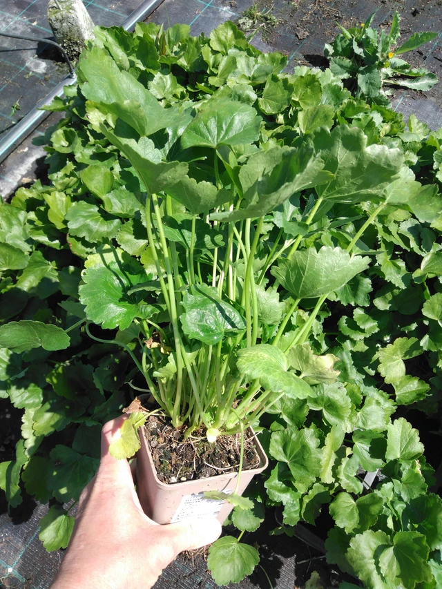 Malva Brilliant - 13. 5. 2025