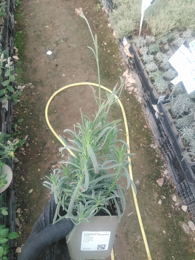 Lavanda Edelweiss - 10. 9. 2025