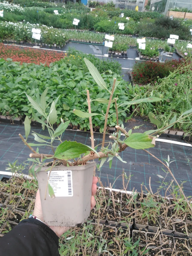 Bluebeard Heavenly Blue - 2024