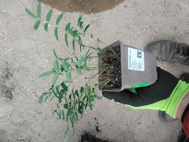 Veriruusuke Pink Tanna - 8. 4. 2025