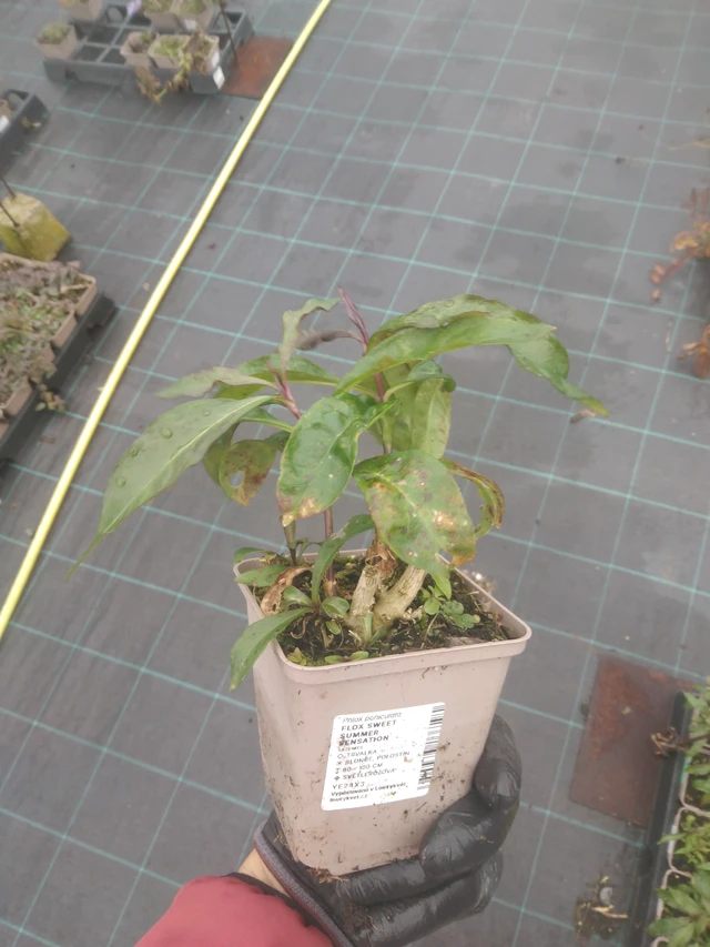 Phlox Sweet Summer Sensation - 23. 10. 2025