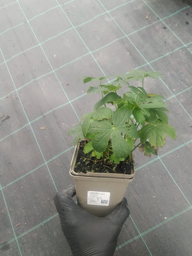 Masterwort Alba - 10. 9. 2025