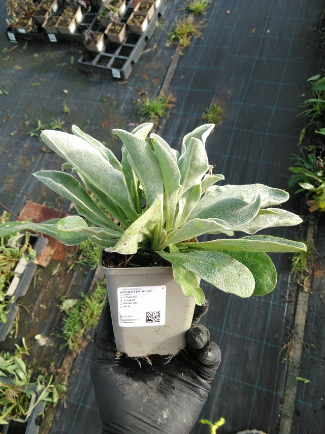 Hahnenfuß Alba - 31. 10. 2025