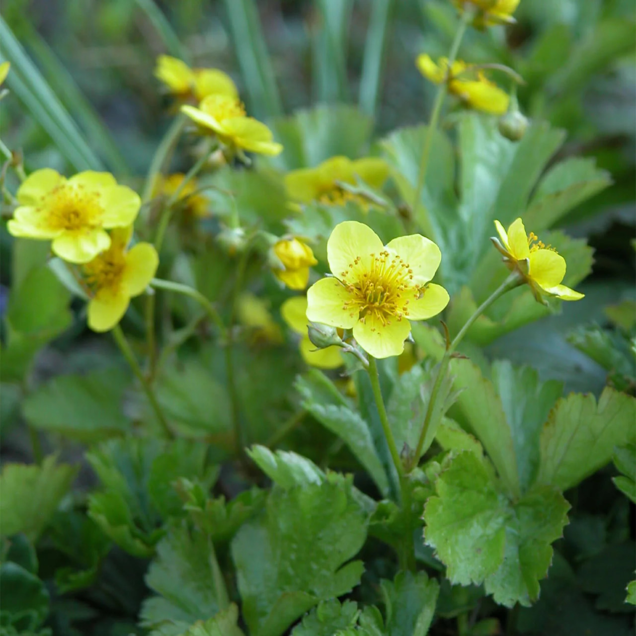 Mochnička trojčetná, Loukykvět