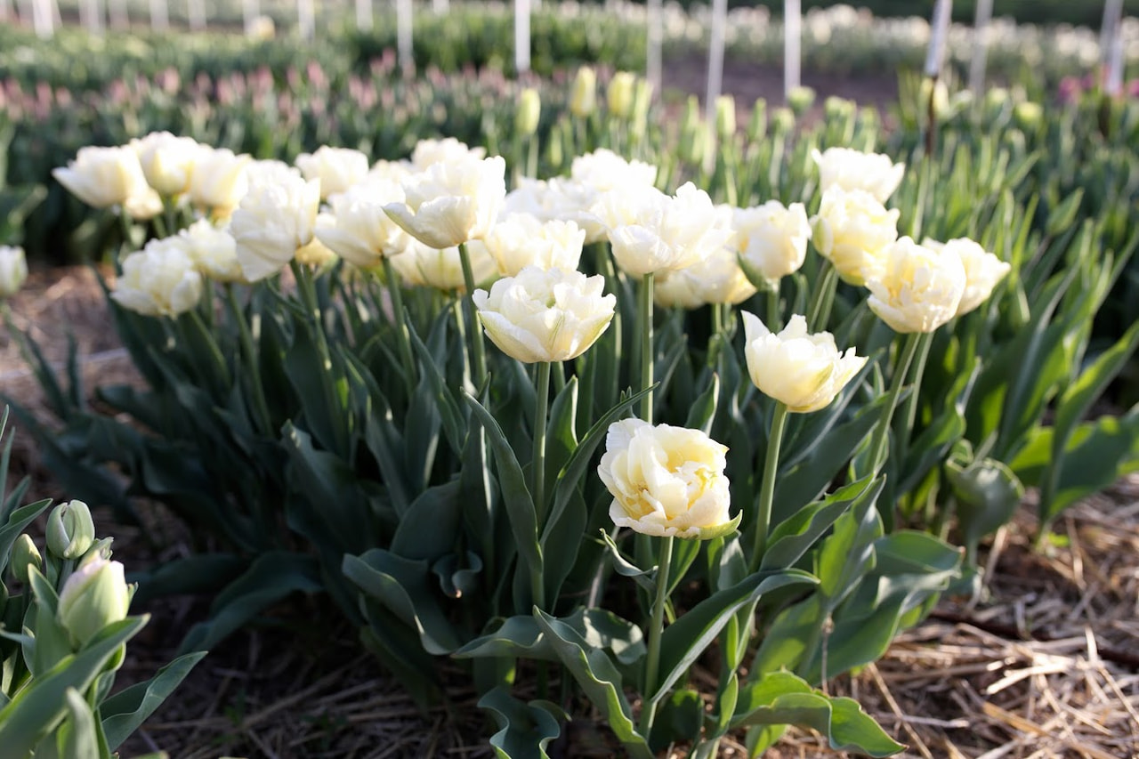 Tulipán Verona, Loukykvět