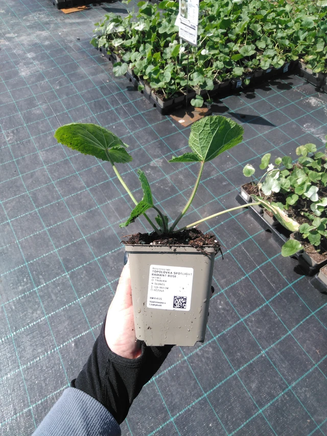 Topolovka Spotlight Radiant Rose - 13. 5. 2025