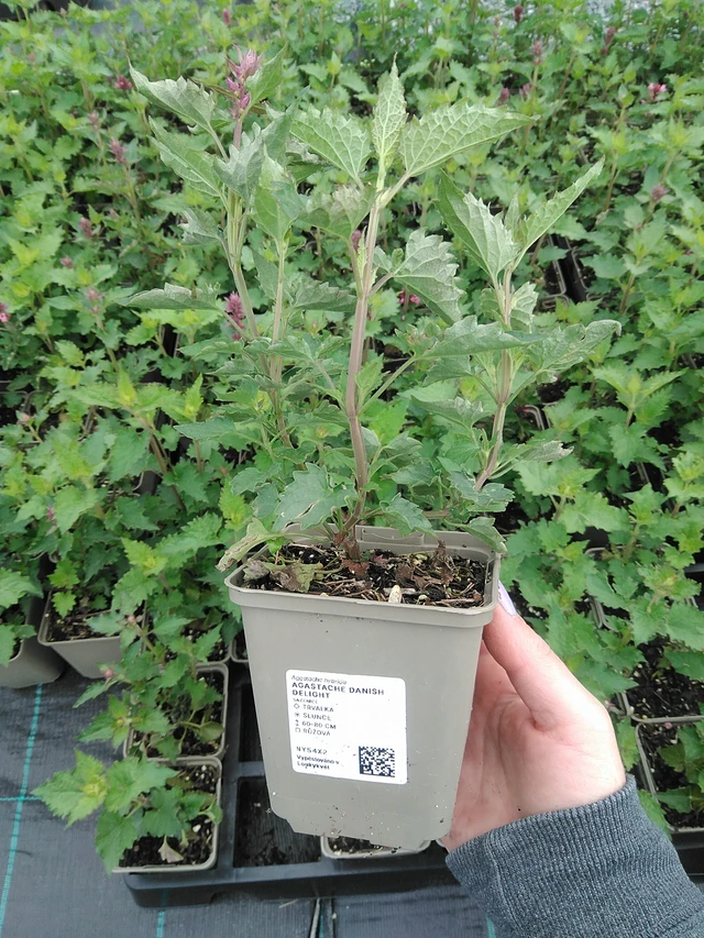 Iisoppi Danish Delight - 9. 6. 2025