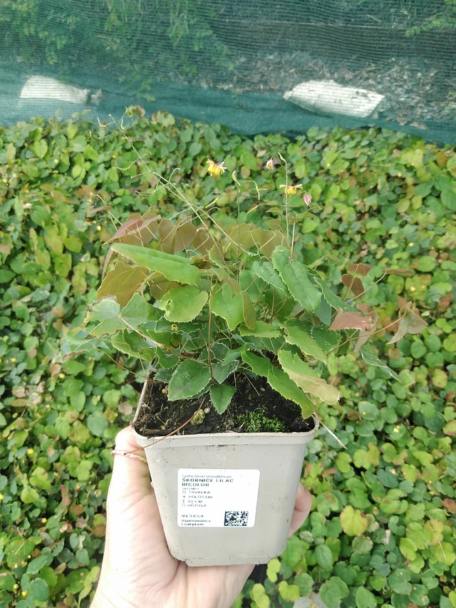 Epimedium Lilac Bicolor - 9. 6. 2025