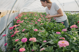 Cínie Benary’s Giant Bright Pink, Loukykvět