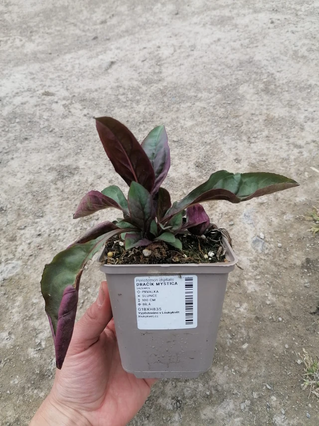 Penstemon Mystica - 2024