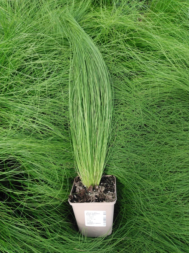 Kavyl péřovitý Pony Tails - 2024