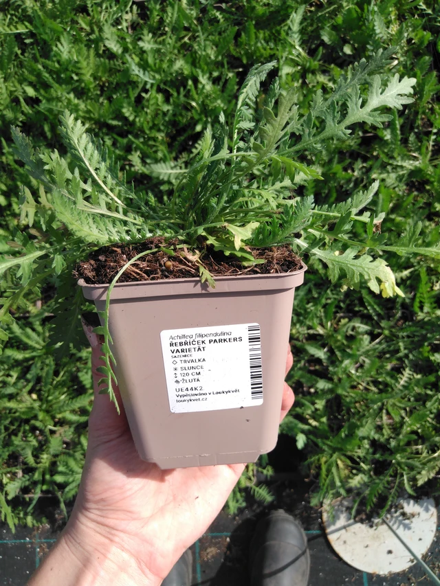Achillée Parkers Varietät - 2024