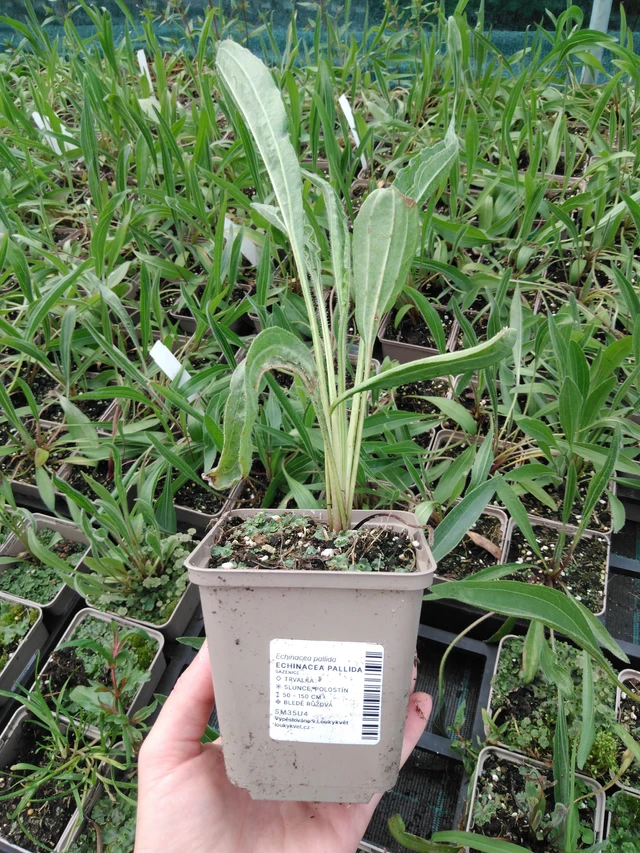 Echinacea pallida - 2024