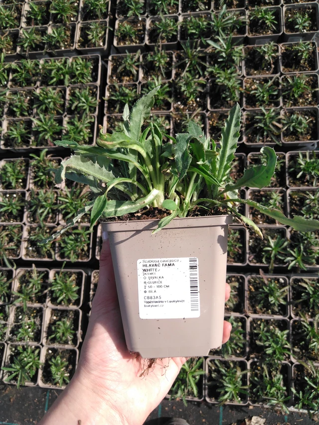 Hlaváč Fama White - 2024