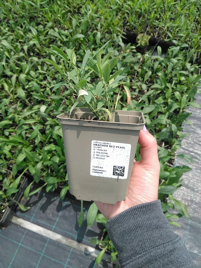 Hajuherne Red Pearl - 9. 6. 2025