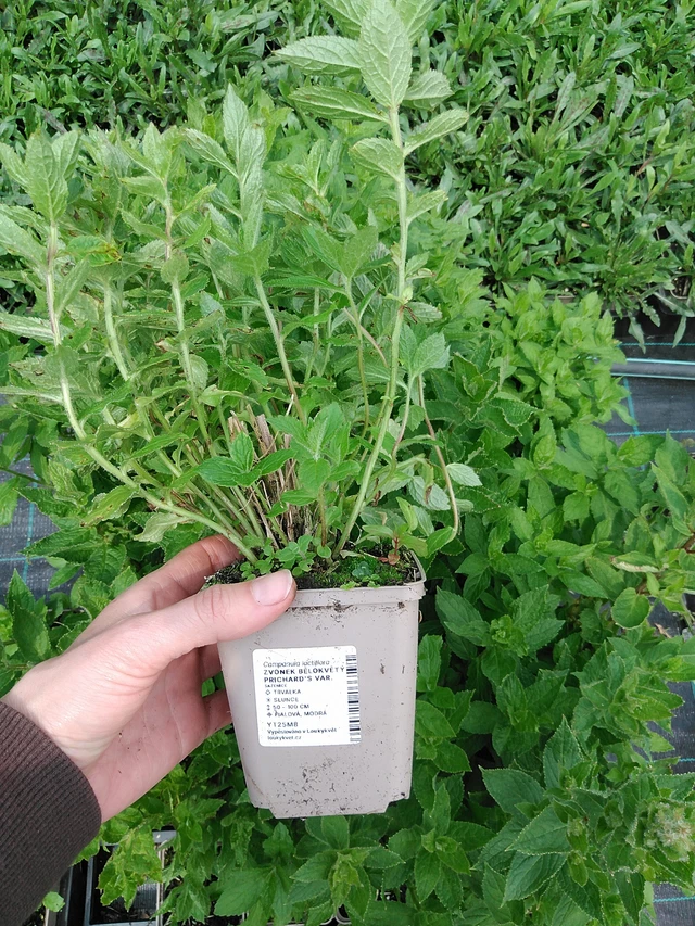 Kellokukka Prichard's Var. - 9. 6. 2025