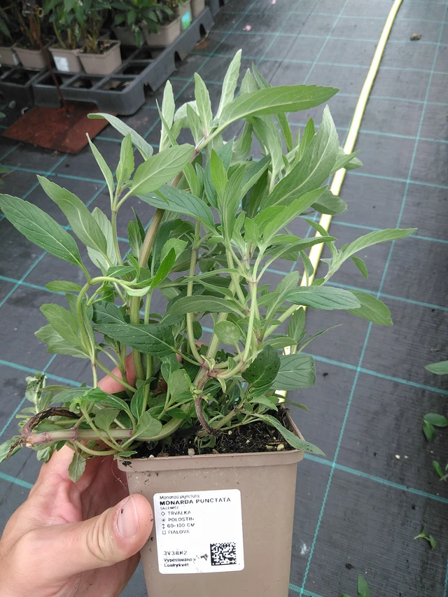 Monarda punctata - 21. 7. 2025