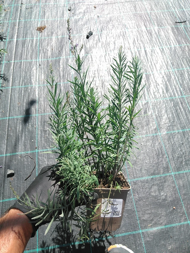 Purple toadflax - 19. 8. 2025