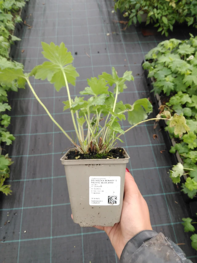 Ostrožka Benary’s Pacific Blue Bird - 10. 9. 2025