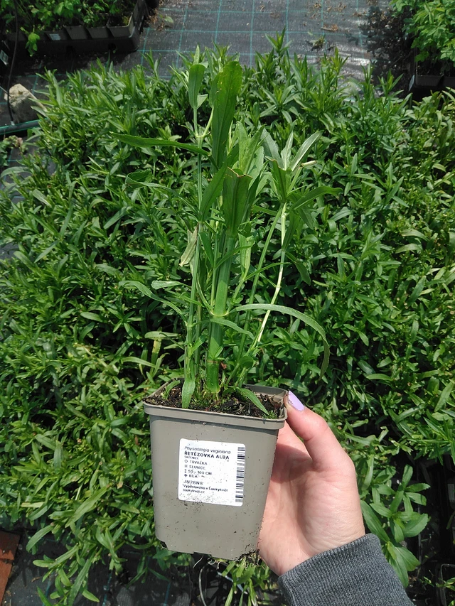 Fisostegia Alba - 9. 6. 2025