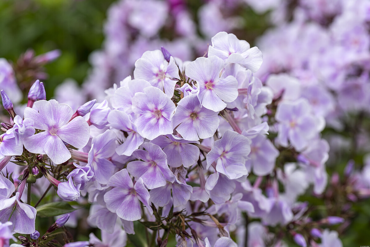 Flox Franz Schubert, Loukykvět